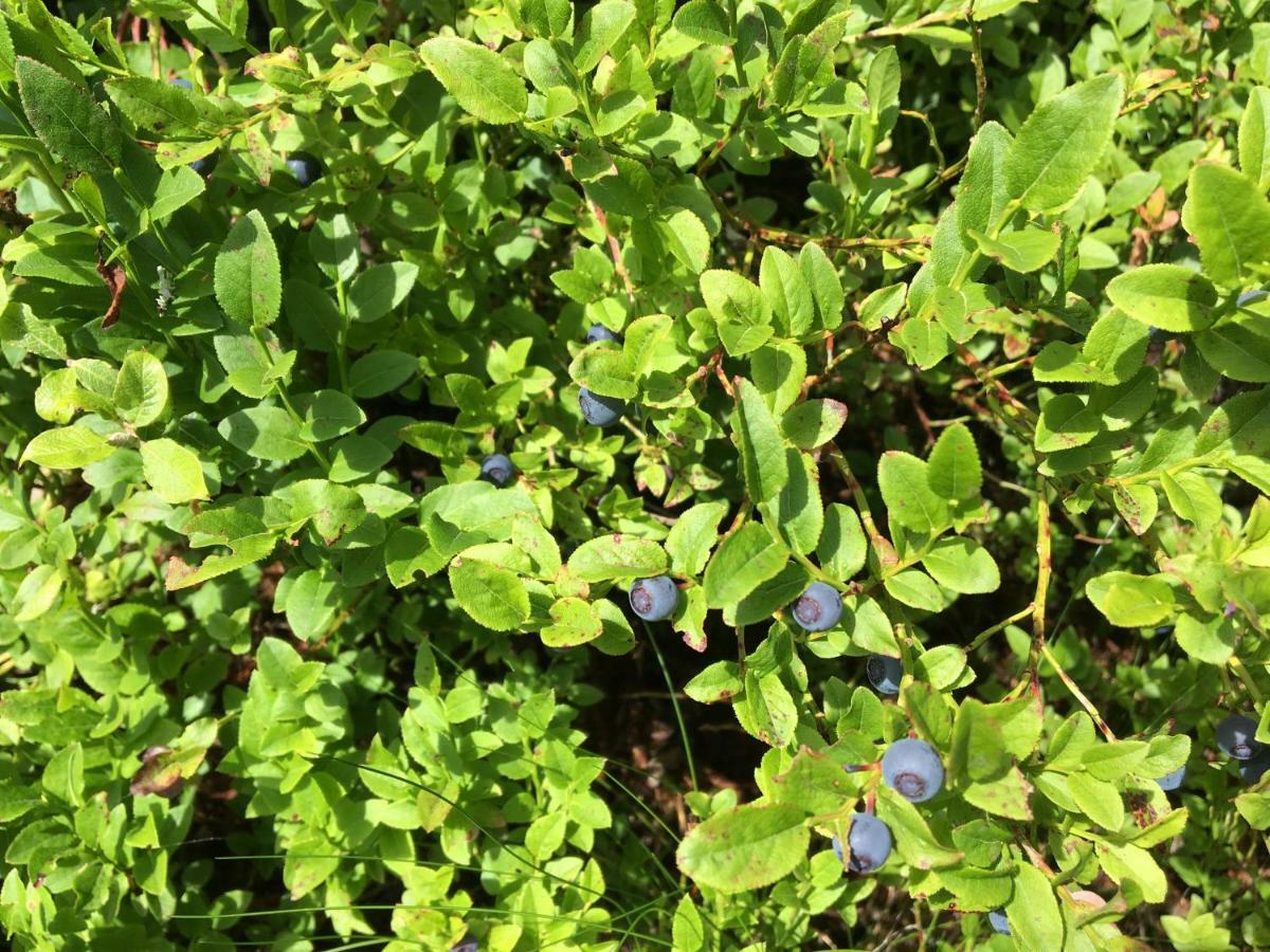 Villa 7 플라차우 외부 사진